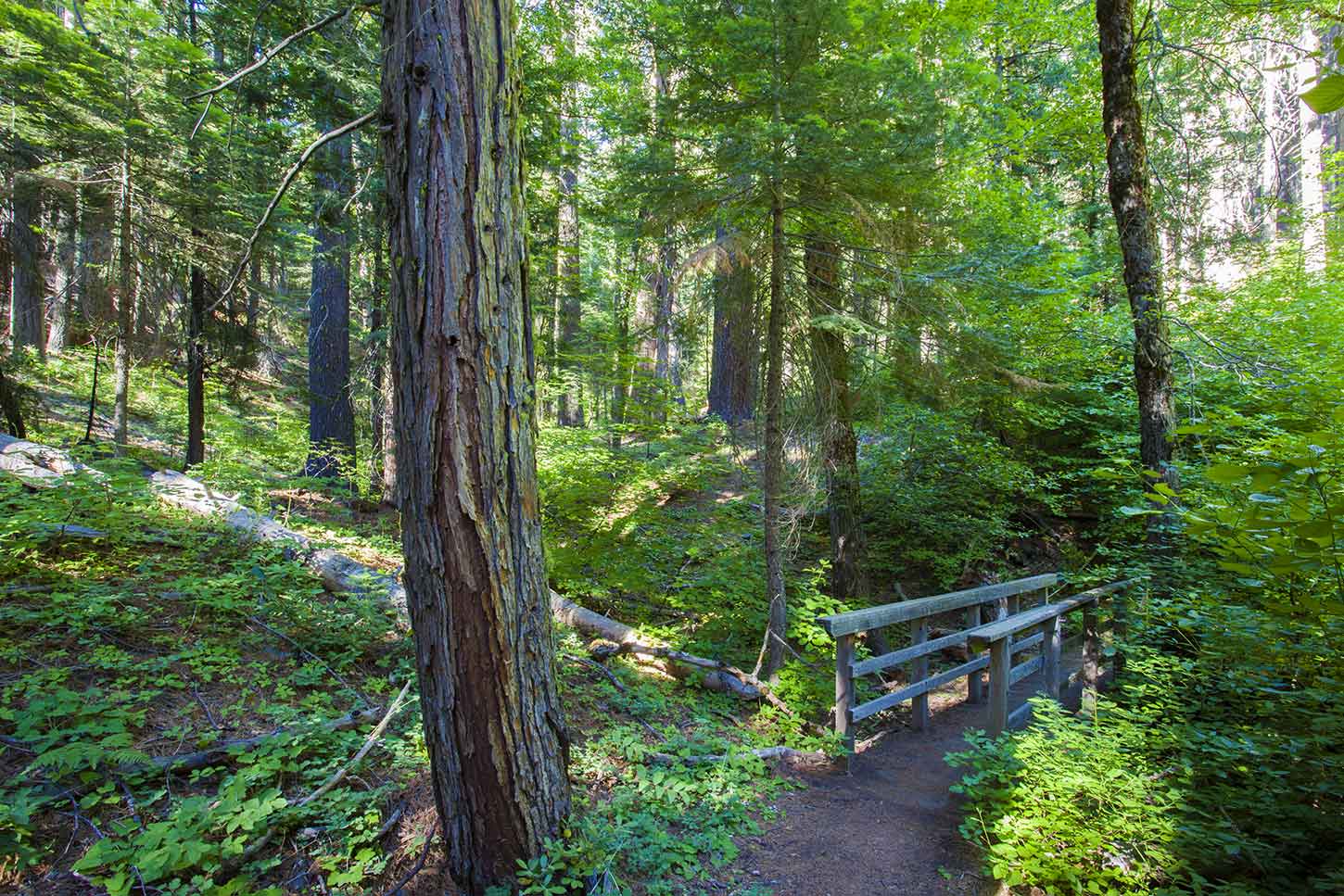 The Placer County Big Trees Grove