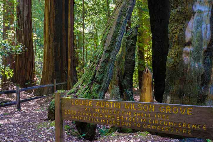 Portola Redwoods State Park