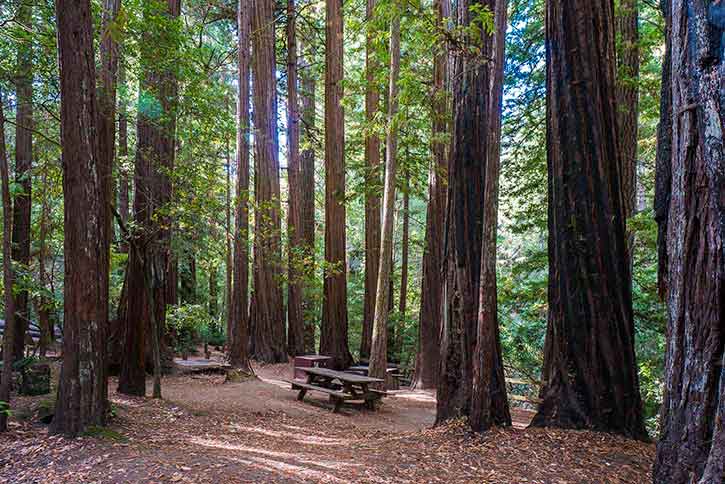 Portola Redwoods State Park Campground