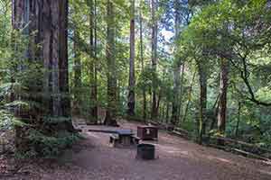 Portola Redwoods State Park