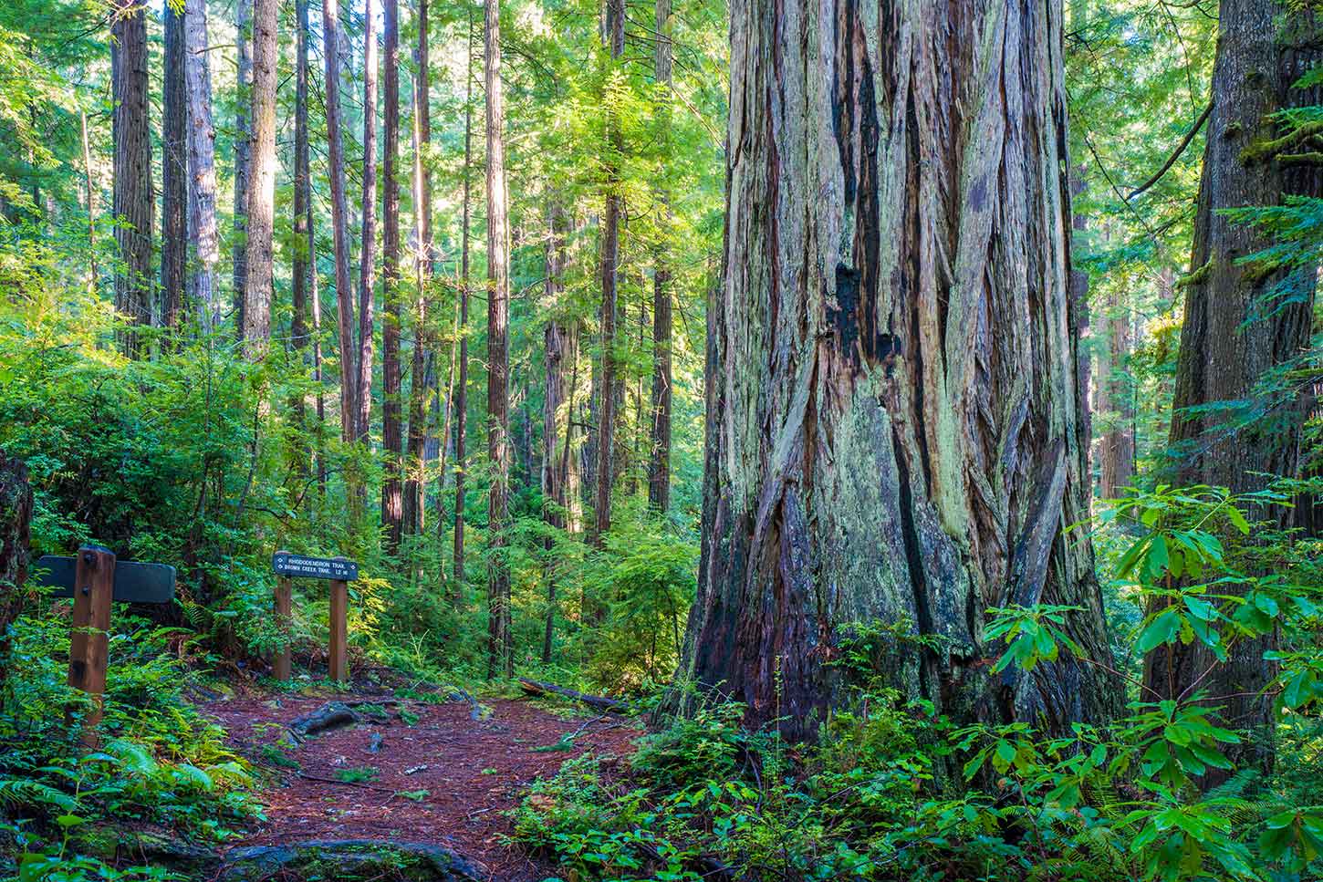 The Brown Creek Loop