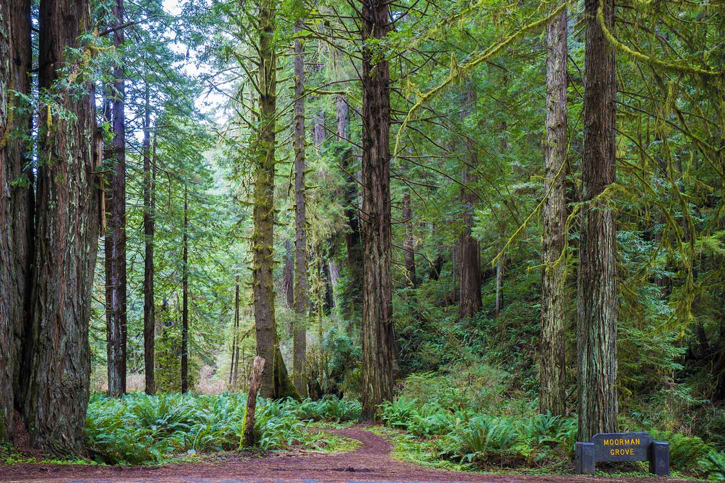 The Moorman-Pond Trail
