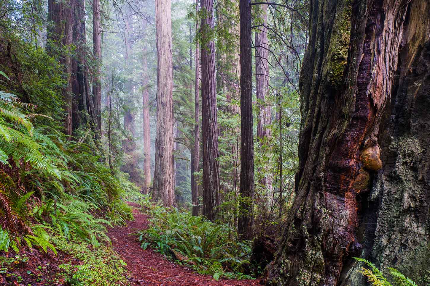 The Moorman-Pond Trail