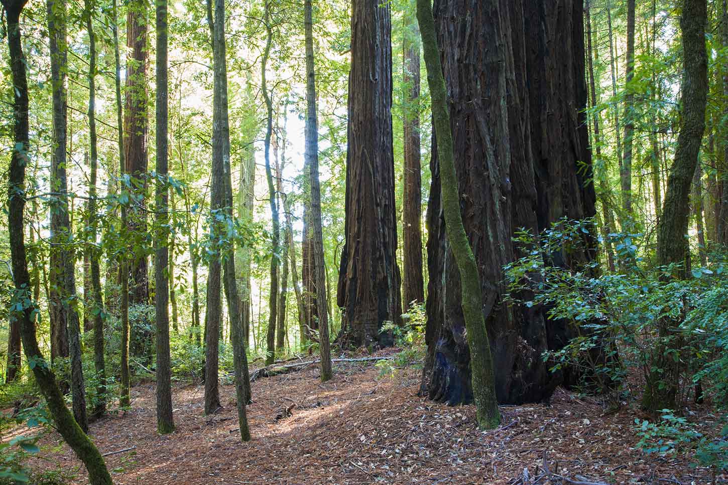 The Lookout Point Trail