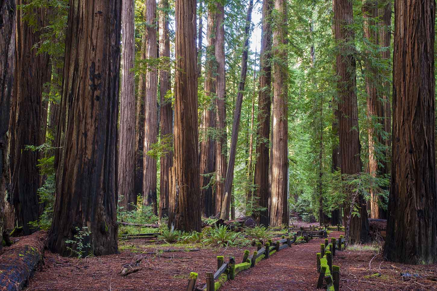 Richardson Grove State Park