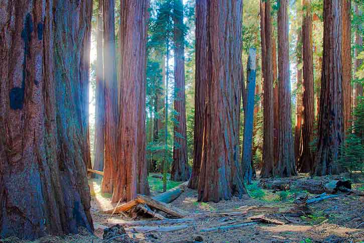 The Grant Grove Area