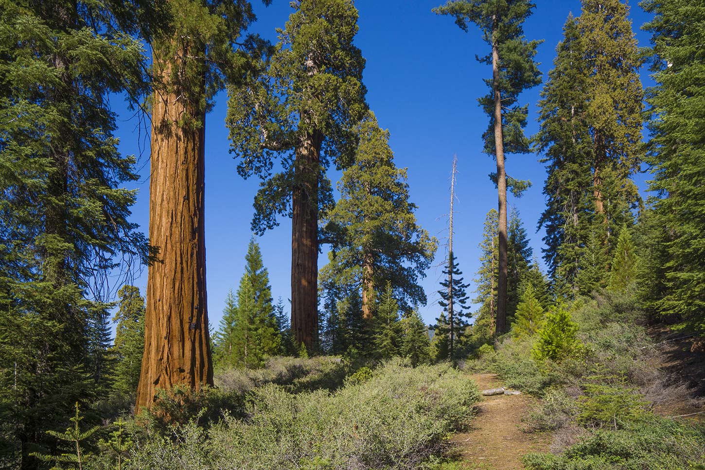 Little Boulder Creek Grove