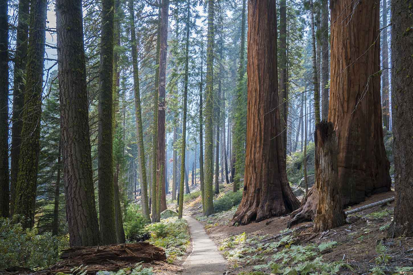 Crescent meadow shop loop trail