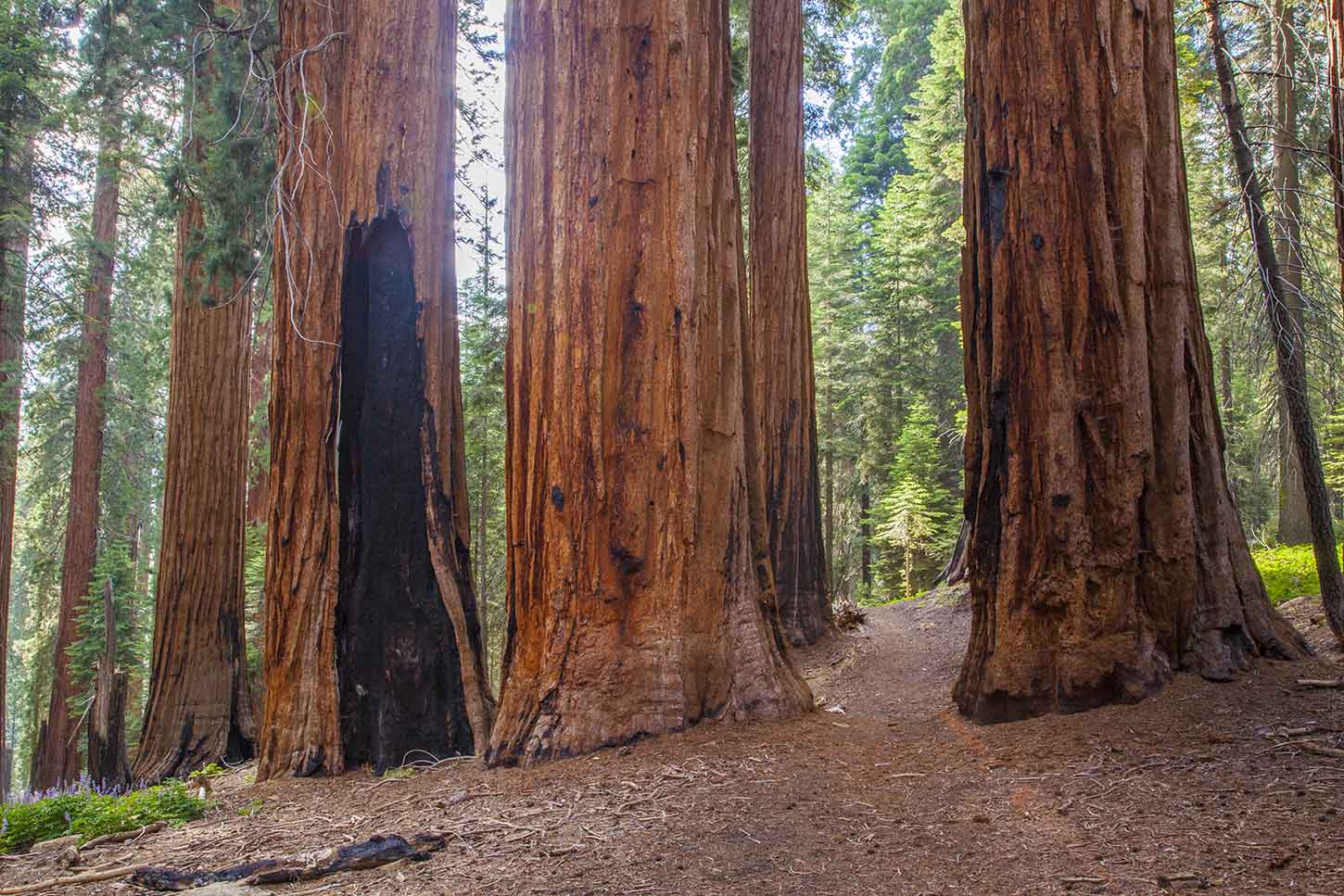 John muir trail shop sequoia national park