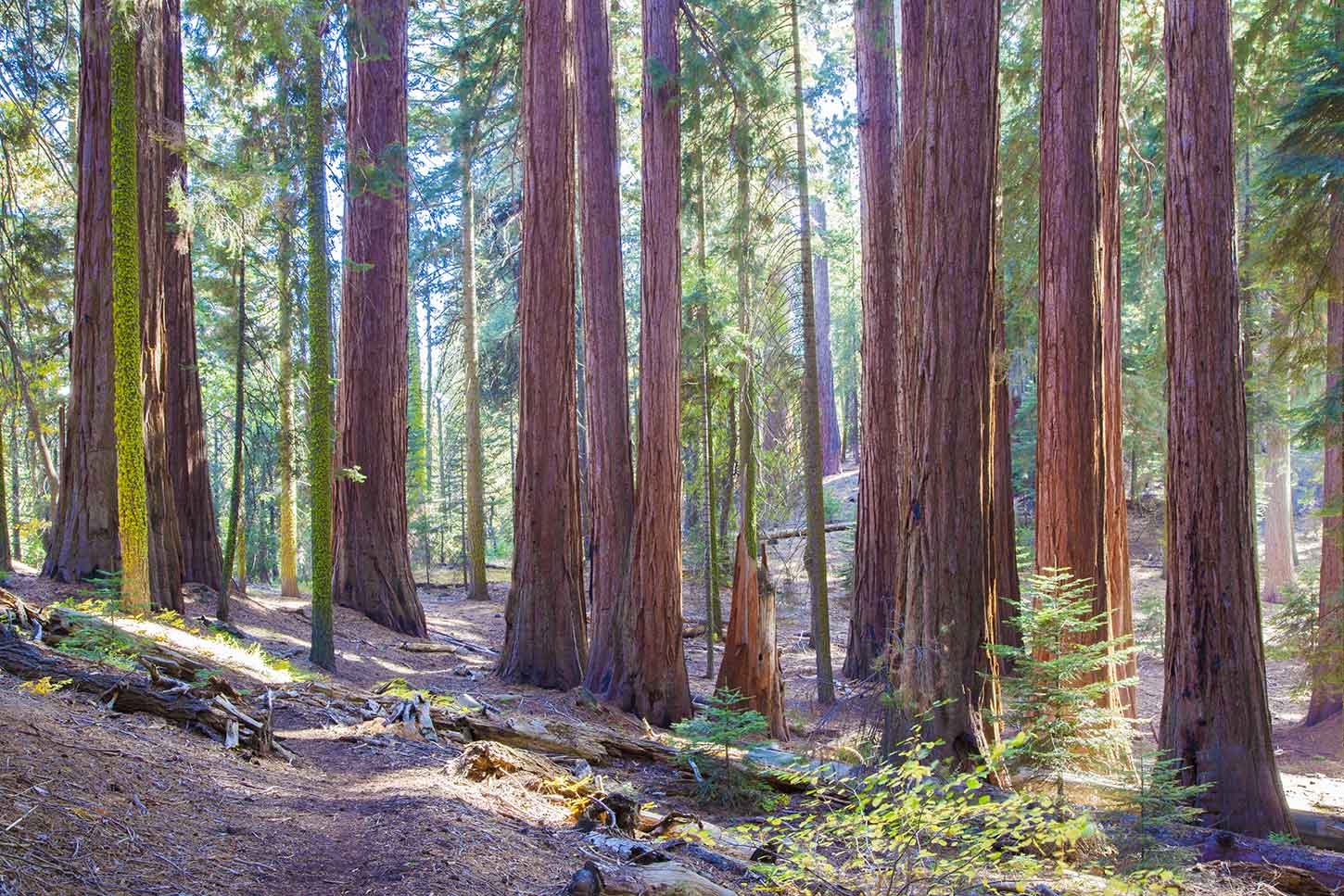 Redwood Mountain Grove