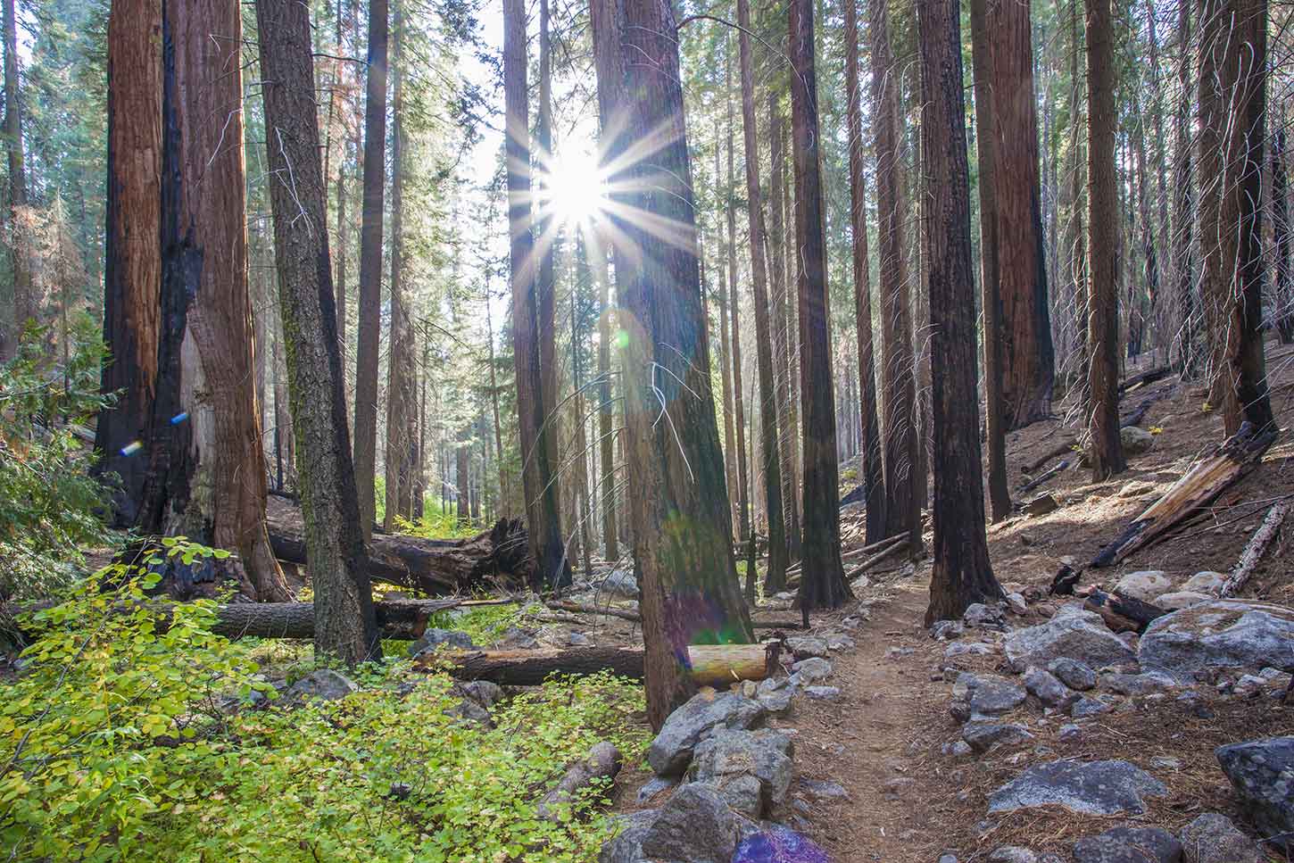 Redwood Mountain Grove