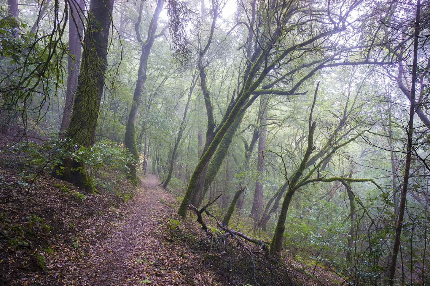 Long Ridge Open Space Preserve